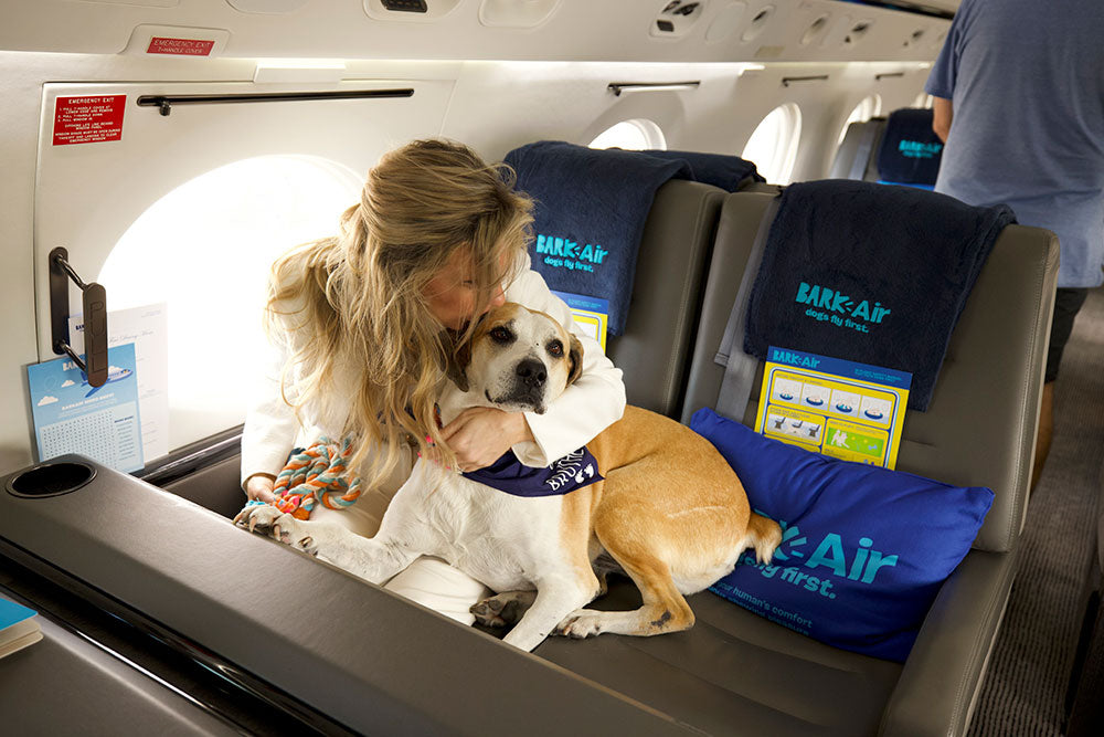 Bark Air: o Luxo da 1ª Empresa Aérea Exclusiva para Cães