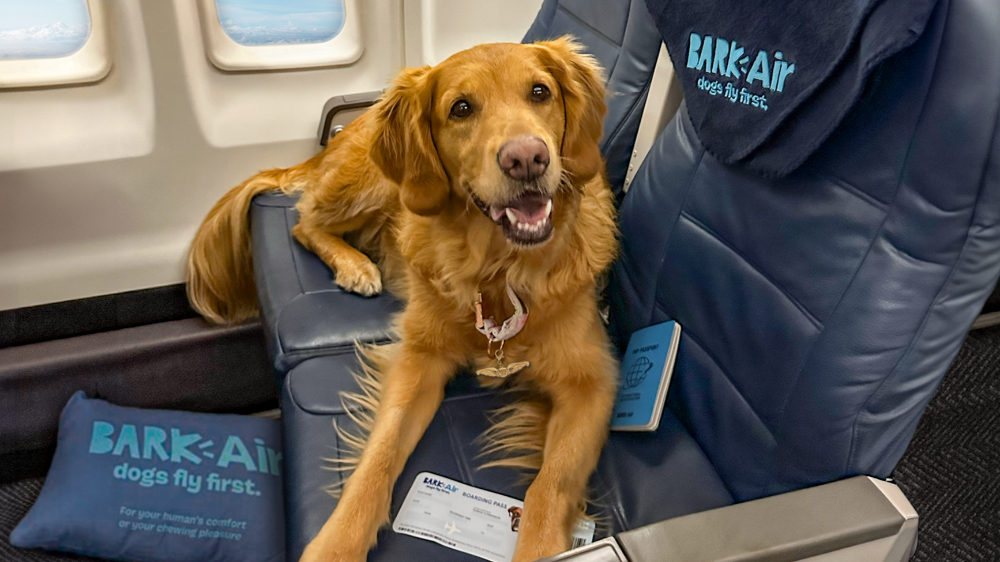 golden retriever on a bark plane